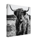 Da Vinci Animal Kingdom Wall art print | Highland Cow - Canvas - 30x30 cm / 12x12″ - 