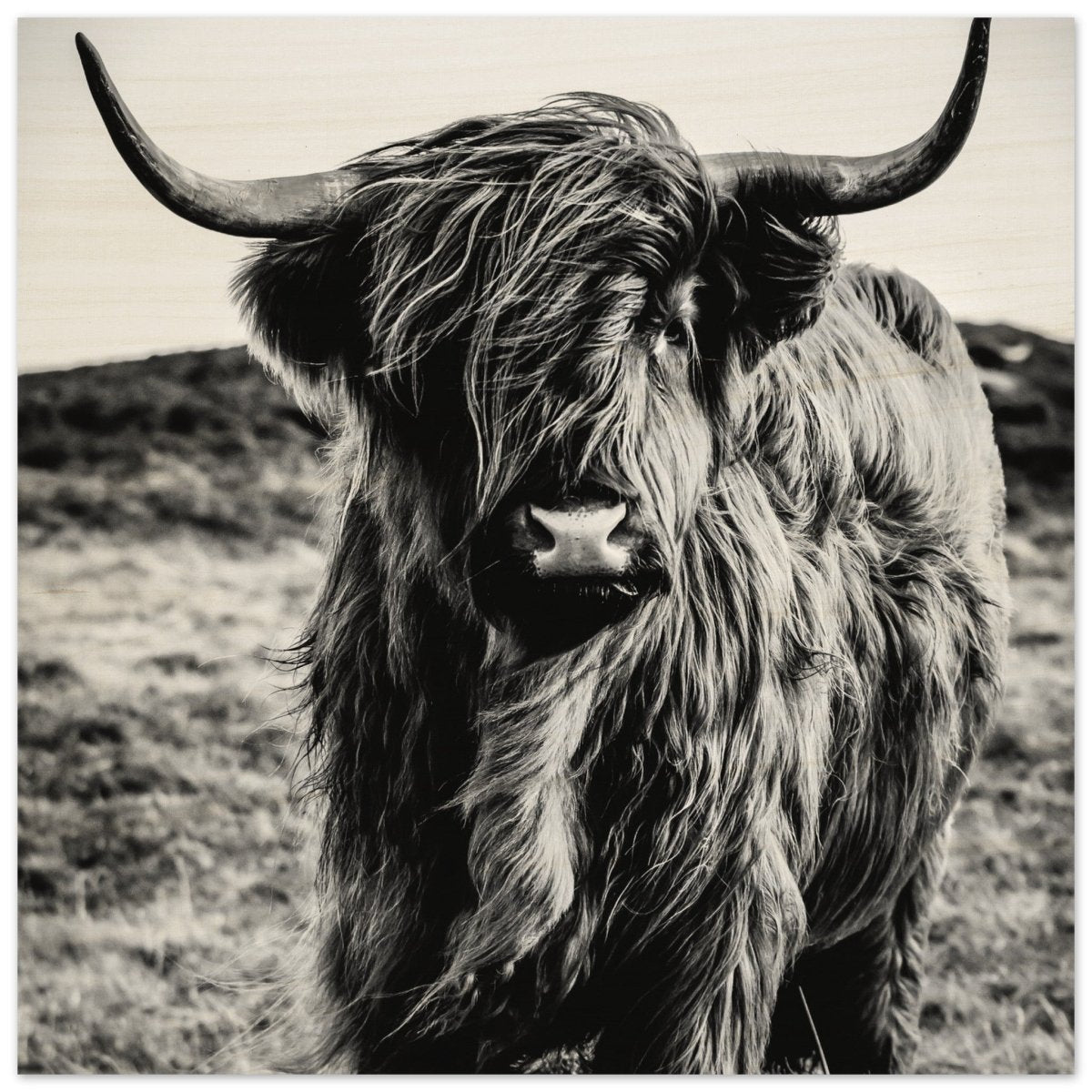Da Vinci Animal Kingdom Wall art print | Highland Cow - Wood Prints - 60x60 cm / 24x24″ - 