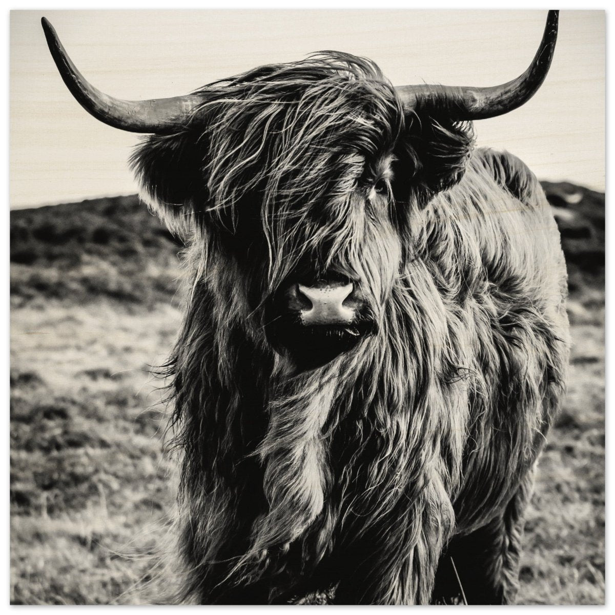 Da Vinci Animal Kingdom Wall art print | Highland Cow - Wood Prints - 40x40 cm / 16x16″ - 