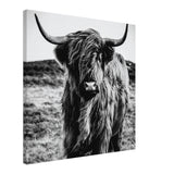 Da Vinci Animal Kingdom Wall art print | Highland Cow - Canvas - 60x60 cm / 24x24″ - 