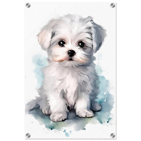 Da Vinci Animal Kingdom Wall art print | Whimsical Whispers: White Paws | Dog | Maltese - Acrylic Print - 40x60 cm / 16x24″ - 