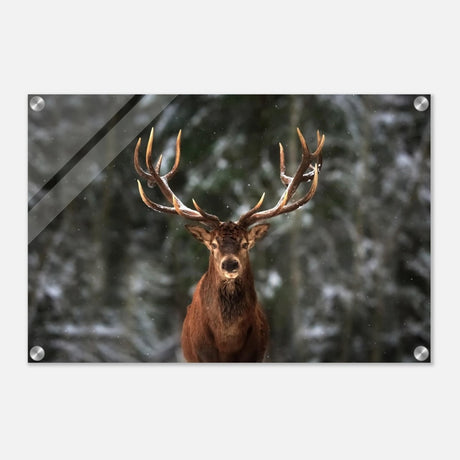 Da Vinci Animal Kingdom Wall art print | Wildlife | Deer - Acrylic Print - 40x60 cm / 16x24″ - 