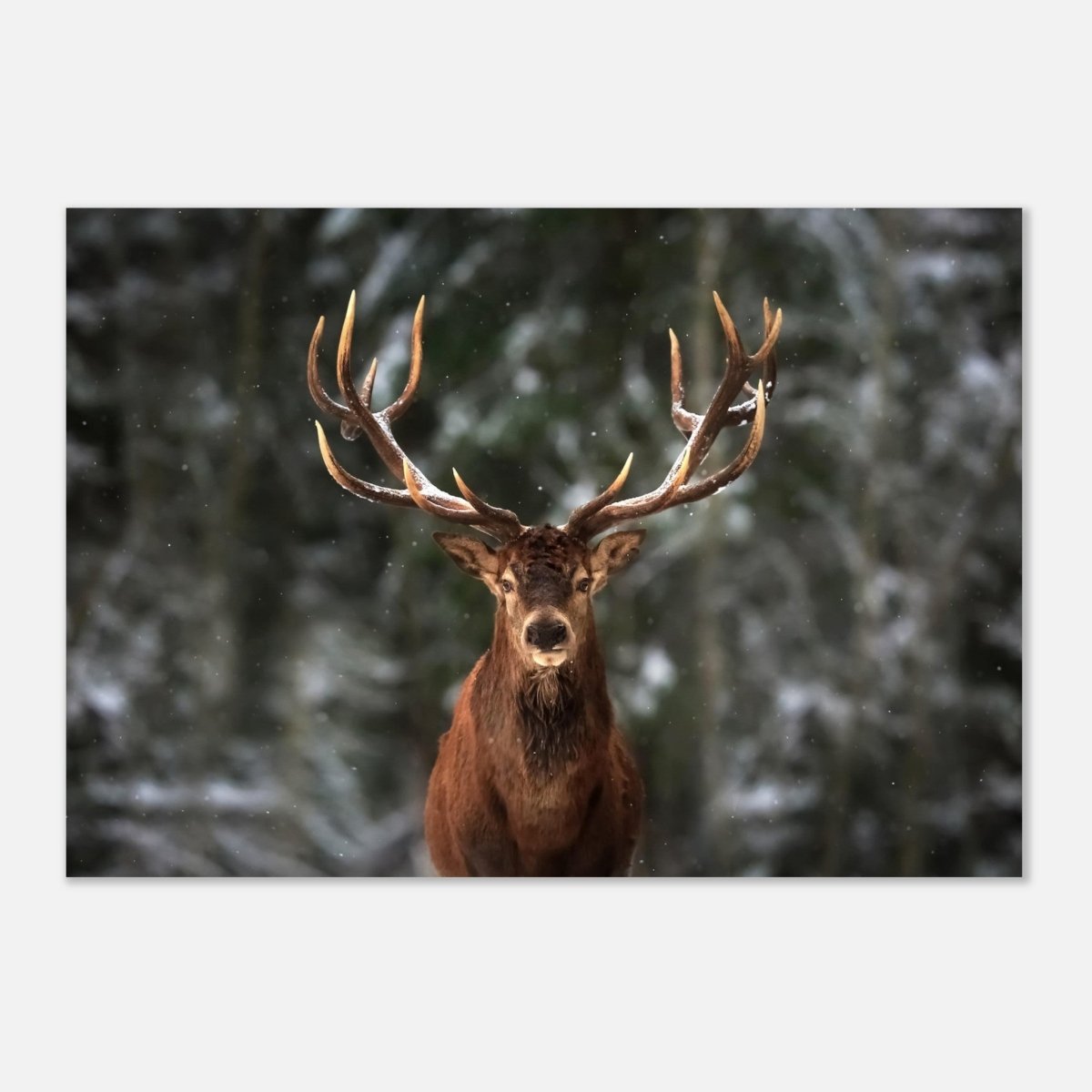 Da Vinci Animal Kingdom Wall art print | Wildlife | Deer - Aluminum Print - 70x100 cm / 28x40″ - 