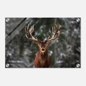 Da Vinci Animal Kingdom Wall art print | Wildlife | Deer - Acrylic Print - 30x45 cm / 12x18″ - 