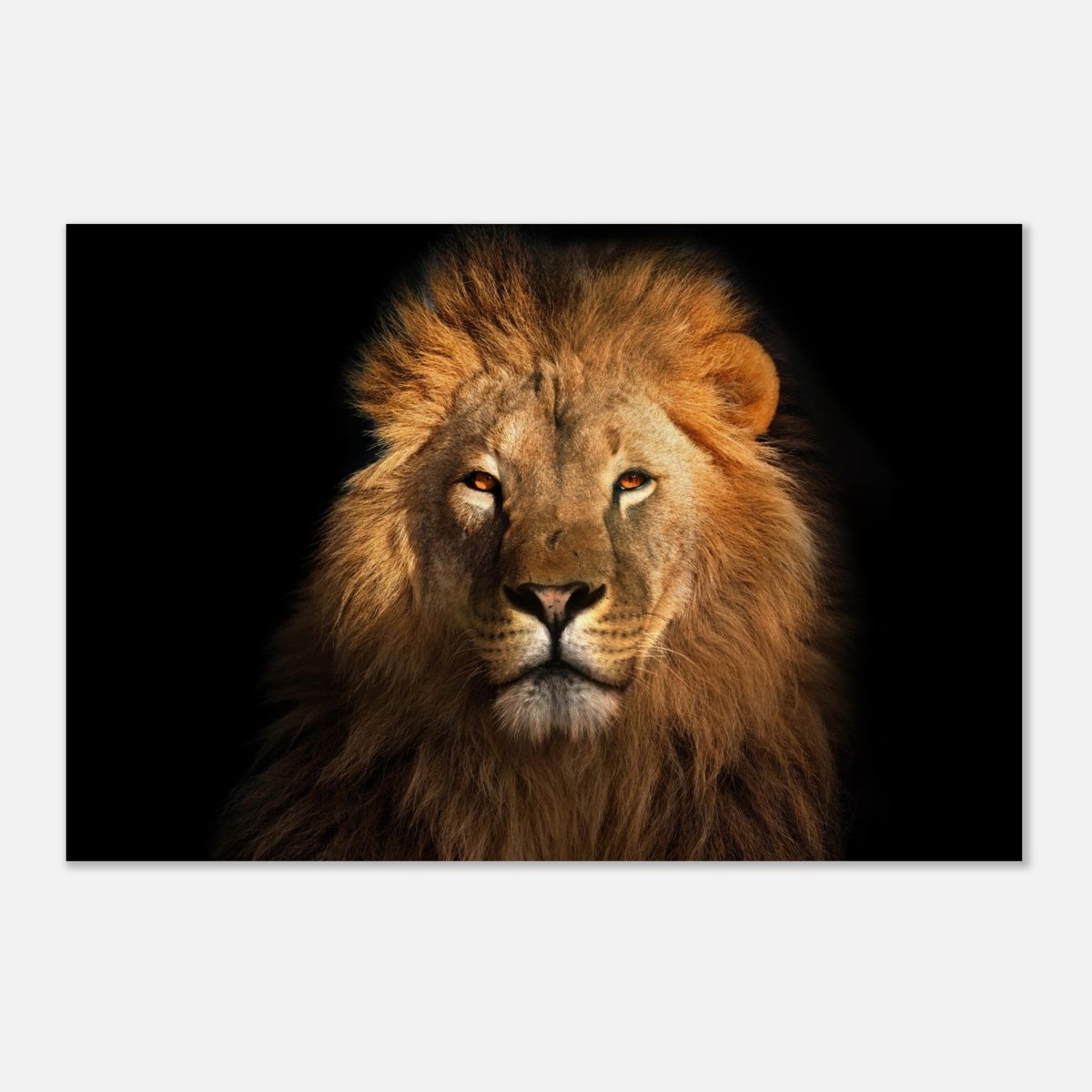 Da Vinci Animal Kingdom Wall art print | Wildlife | Lion | - Wood Prints - 40x60 cm / 16x24″ - 20 mm