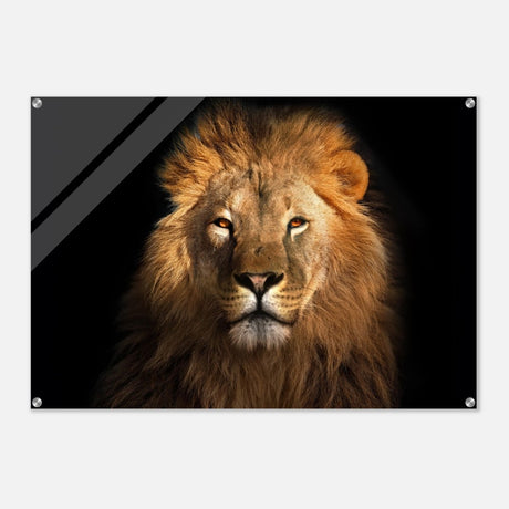 Da Vinci Animal Kingdom Wall art print | Wildlife | Lion | - Acrylic Print - 70x100 cm / 28x40″ - 