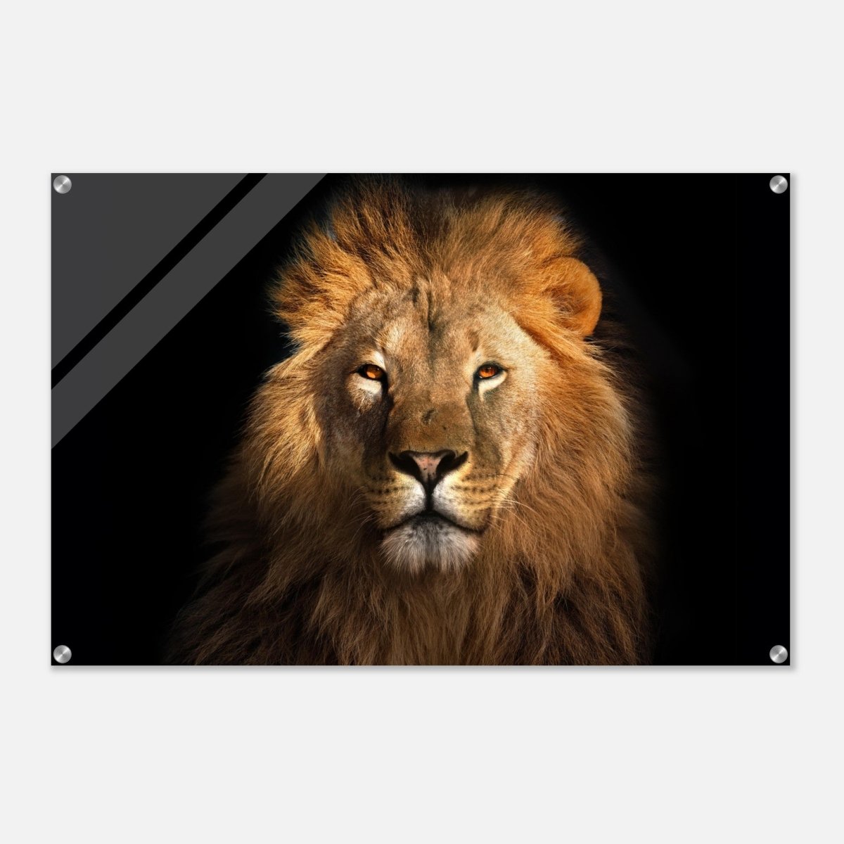 Da Vinci Animal Kingdom Wall art print | Wildlife | Lion | - Acrylic Print - 60x90 cm / 24x36″ - 