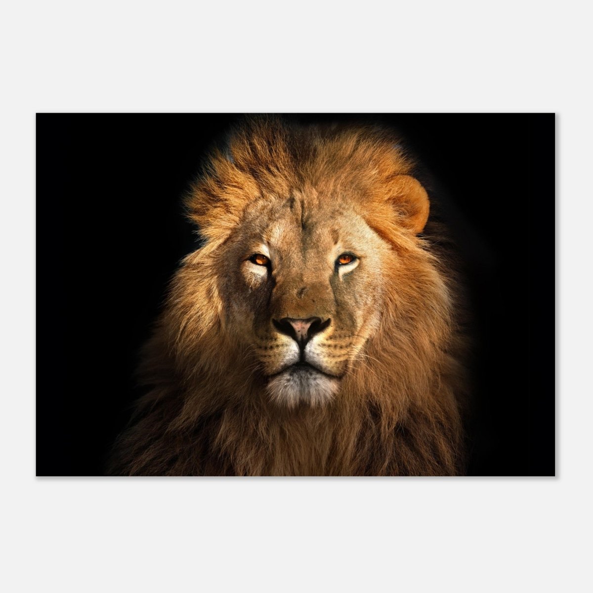 Da Vinci Animal Kingdom Wall art print | Wildlife | Lion | - Aluminum Print - 70x100 cm / 28x40″ - 