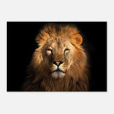 Da Vinci Animal Kingdom Wall art print | Wildlife | Lion | - Aluminum Print - 70x100 cm / 28x40″ - 