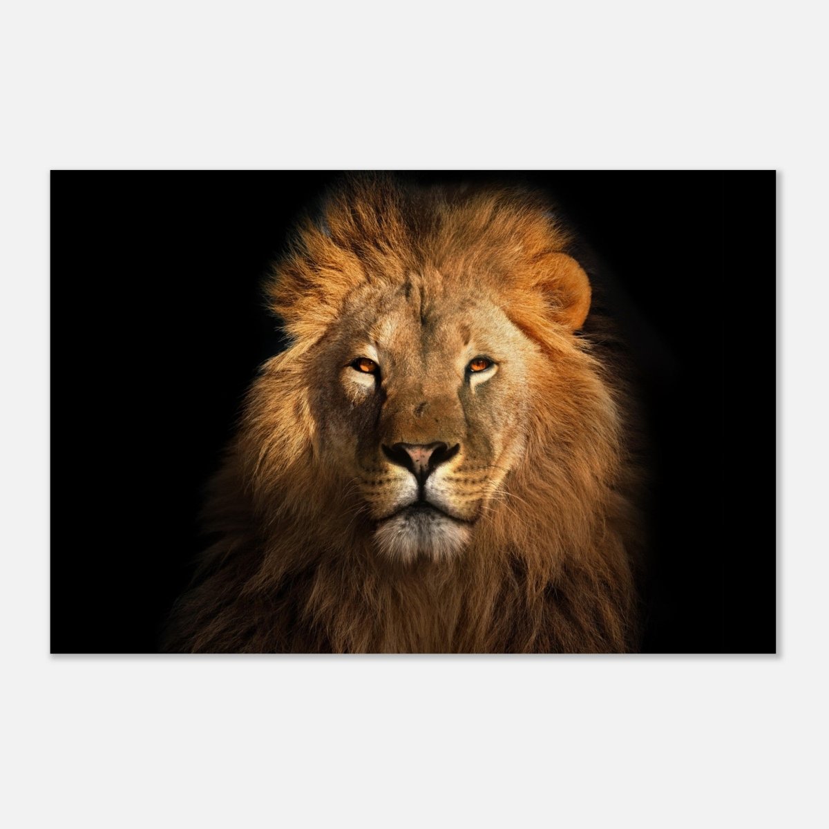 Da Vinci Animal Kingdom Wall art print | Wildlife | Lion | - Wood Prints - 30x45 cm / 12x18″ - 20 mm