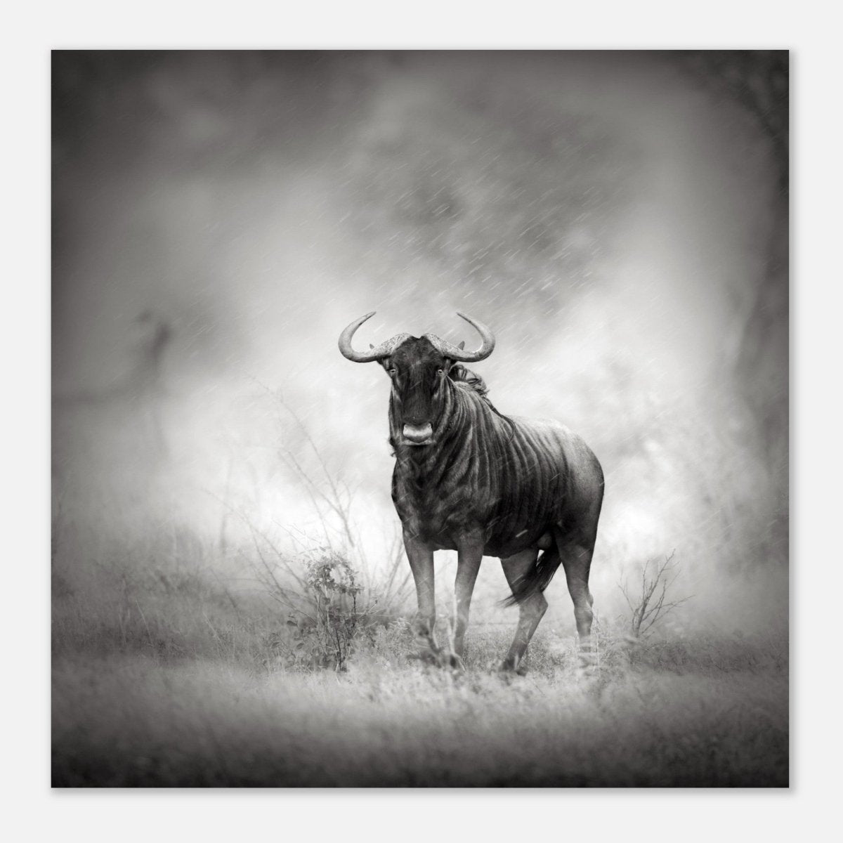 Da Vinci Animal Kingdom Wall art print | Wildlife | Wildebeest - Aluminum Print - 50x50 cm / 20x20″ - 