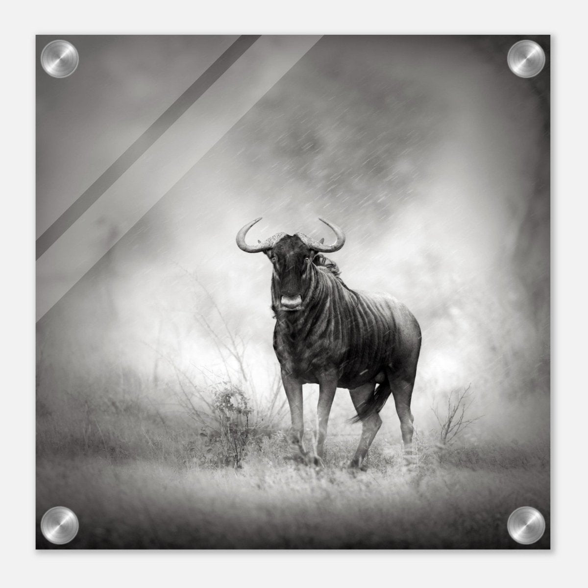 Da Vinci Animal Kingdom Wall art print | Wildlife | Wildebeest - Acrylic Print - 30x30 cm / 12x12″ - 