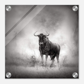 Da Vinci Animal Kingdom Wall art print | Wildlife | Wildebeest - Acrylic Print - 30x30 cm / 12x12″ - 
