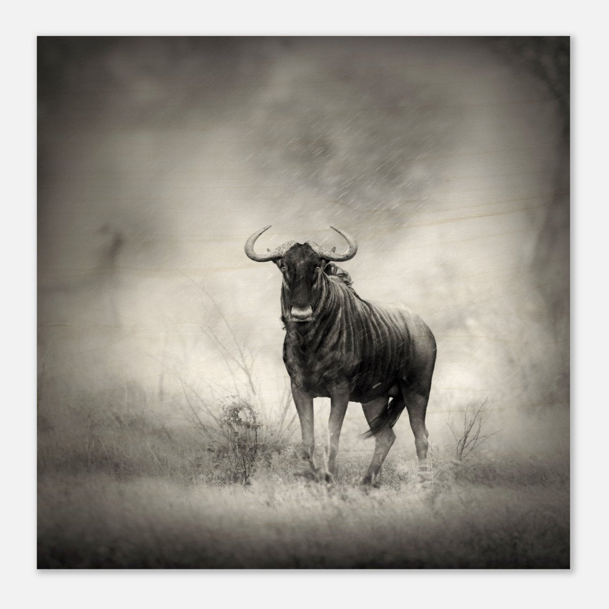 Da Vinci Animal Kingdom Wall art print | Wildlife | Wildebeest - Wood Prints - 40x40 cm / 16x16″ - 10 mm