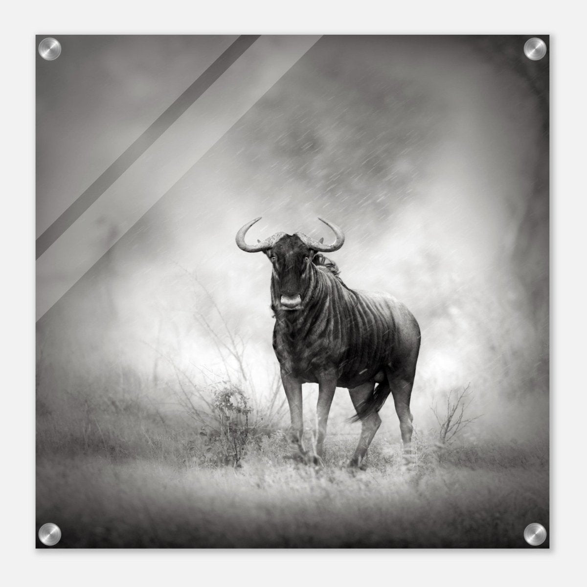 Da Vinci Animal Kingdom Wall art print | Wildlife | Wildebeest - Acrylic Print - 50x50 cm / 20x20″ - 