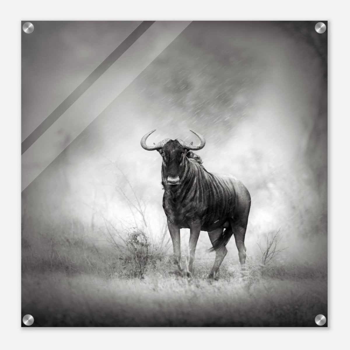 Da Vinci Animal Kingdom Wall art print | Wildlife | Wildebeest - Acrylic Print - 60x60 cm / 24x24″ - 