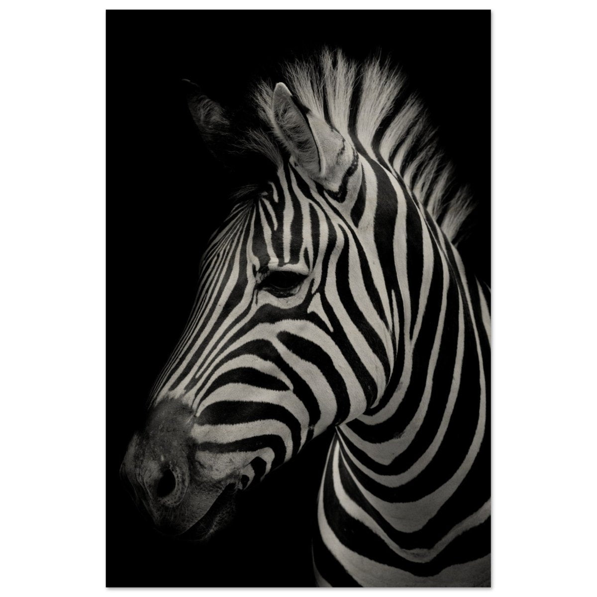 Da Vinci Animal Kingdom Wall art print | Zebra - Wood Prints - 30x45 cm / 12x18″ - 