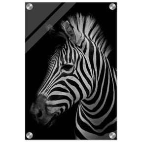 Da Vinci Animal Kingdom Wall art print | Zebra - Acrylic Print - 30x45 cm / 12x18″ - 