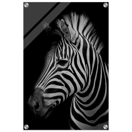 Da Vinci Animal Kingdom Wall art print | Zebra - Acrylic Print - 40x60 cm / 16x24″ - 