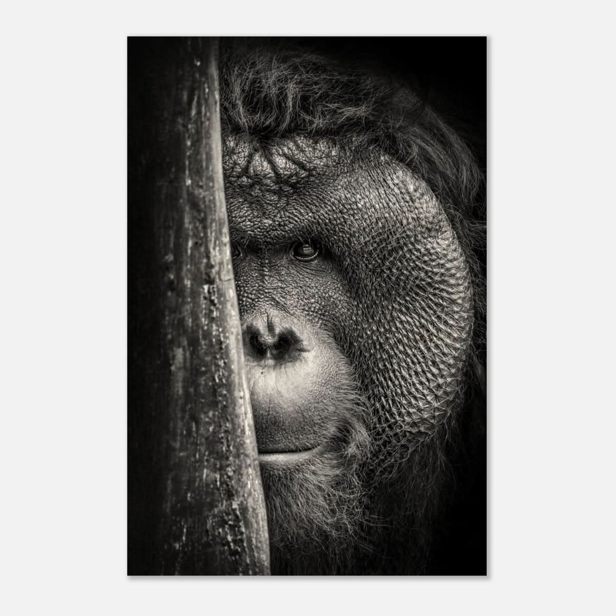 Da Vinci Animal Kingdom Wall art | Wildlife | Apes - Wood Prints - 60x90 cm / 24x36″ - 20 mm