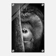 Da Vinci Animal Kingdom Wall art | Wildlife | Apes - Acrylic Print - 30x45 cm / 12x18″ - 
