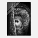 Da Vinci Animal Kingdom Wall art | Wildlife | Apes - Acrylic Print - 70x100 cm / 28x40″ - 