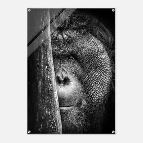 Da Vinci Animal Kingdom Wall art | Wildlife | Apes - Acrylic Print - 70x100 cm / 28x40″ - 