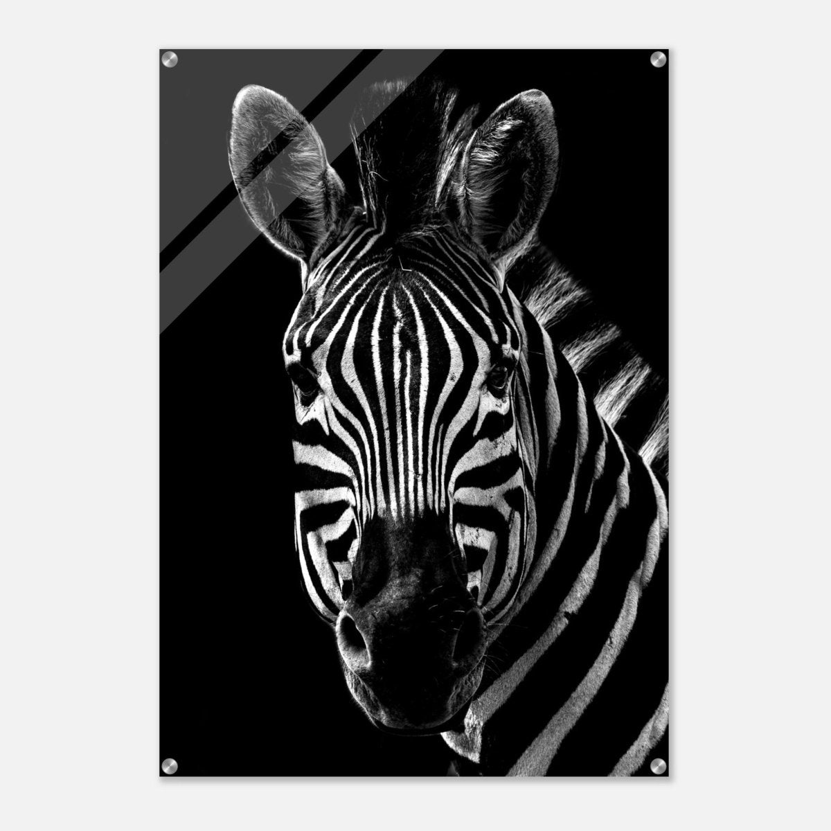 Da Vinci Animal Wall art | Zebra| Animal black and white Prints - Acrylic Print - 70x100 cm / 28x40″ - 