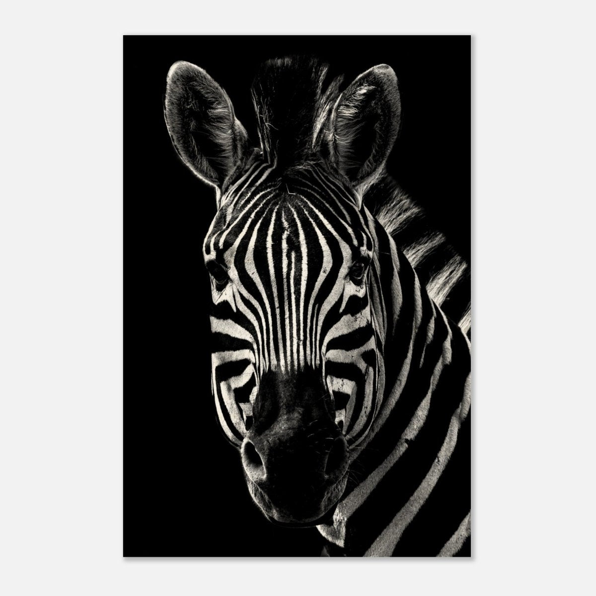 Da Vinci Animal Wall art | Zebra| Animal black and white Prints - Wood Prints - 40x60 cm / 16x24″ - 20 mm