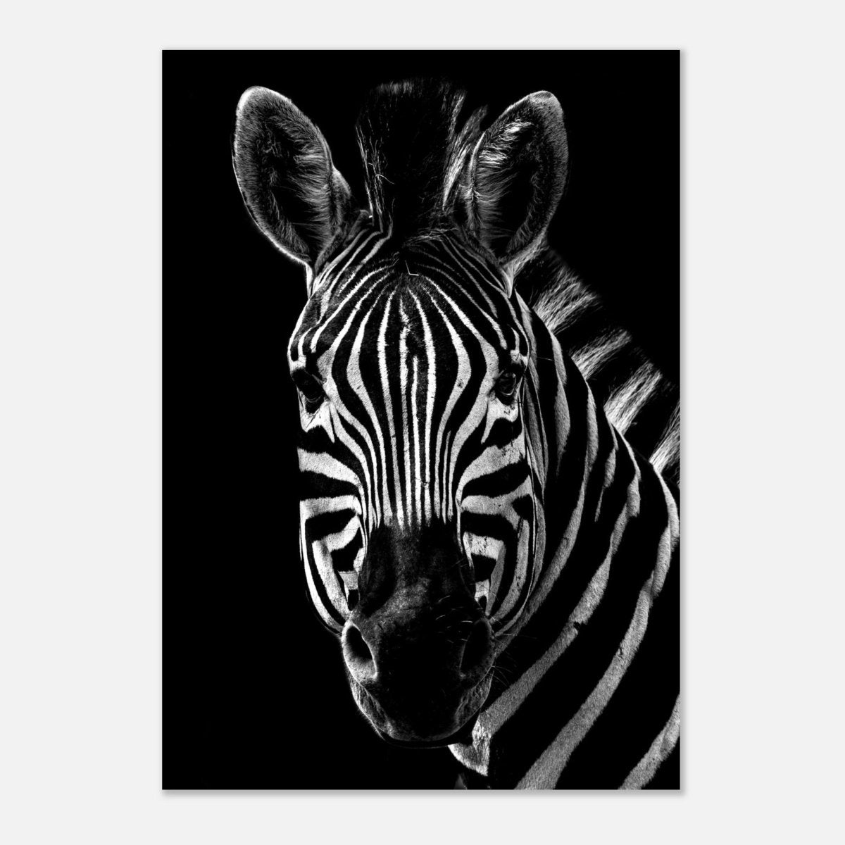Da Vinci Animal Wall art | Zebra| Animal black and white Prints - Aluminum Print - 70x100 cm / 28x40″ - 