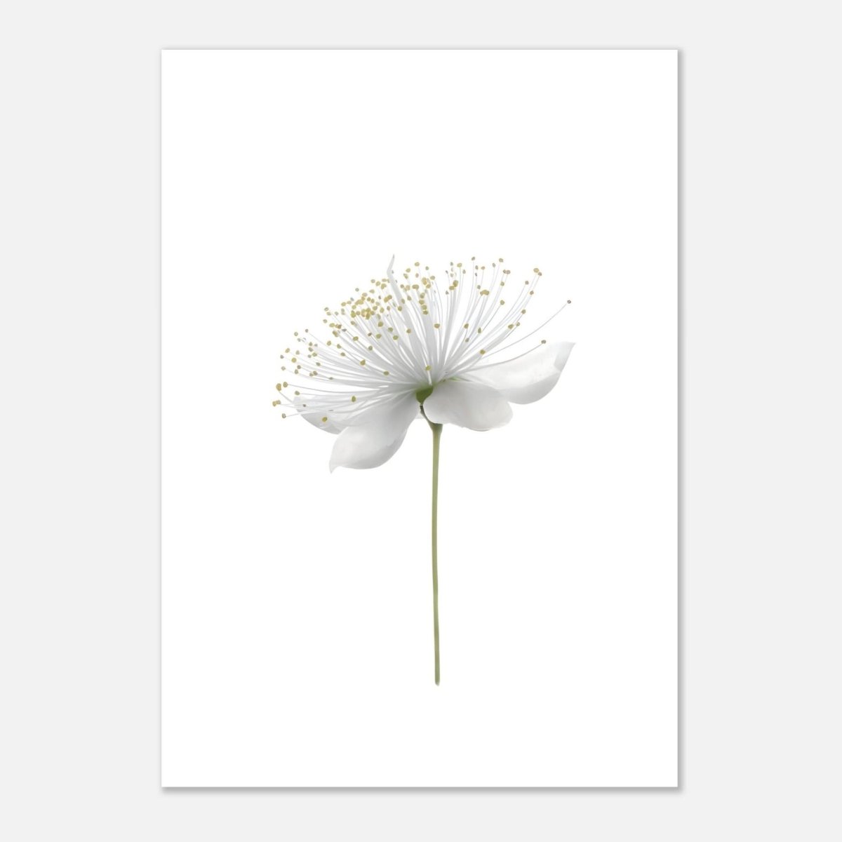 Da Vinci Nature Wall art | Floral - Aluminum Print - 70x100 cm / 28x40″ - 
