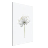 Da Vinci Nature Wall art | Floral - Canvas - 60x90 cm / 24x36″ - Thick