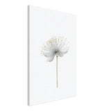 Da Vinci Nature Wall art | Floral - Canvas - 50x75 cm / 20x30″ - Slim