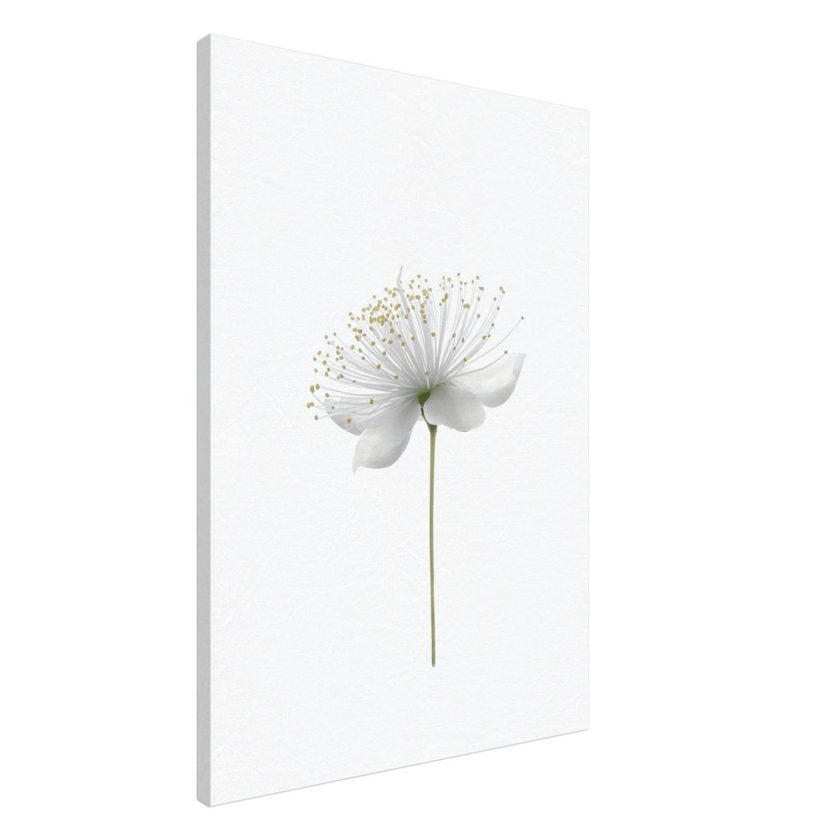 Da Vinci Nature Wall art | Floral - Canvas - 70x100 cm / 28x40″ - Thick
