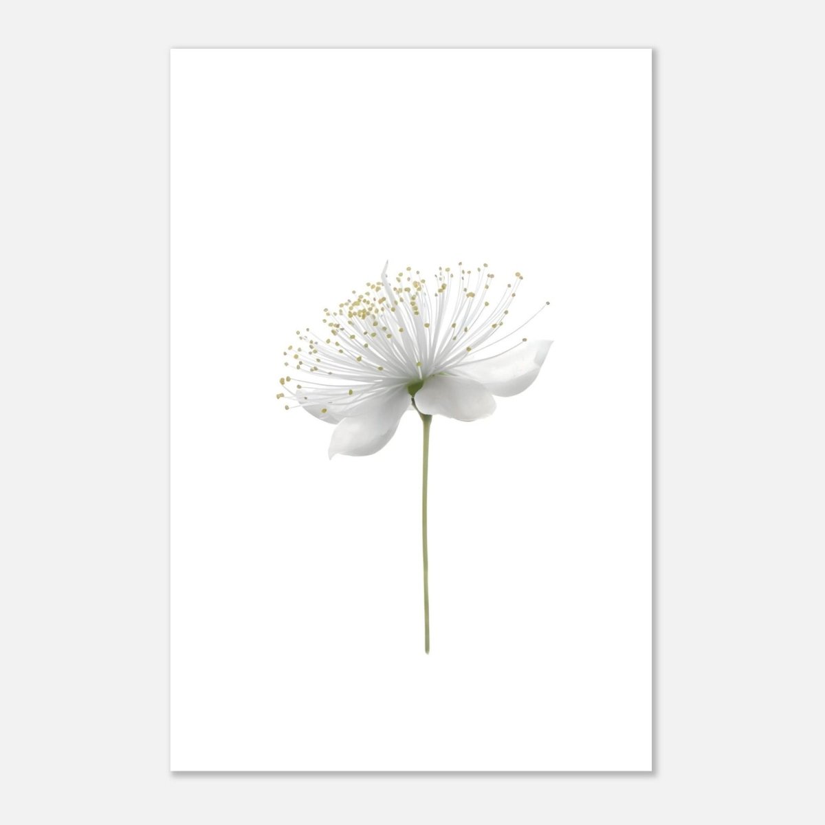 Da Vinci Nature Wall art | Floral - Aluminum Print - 30x45 cm / 12x18″ - 