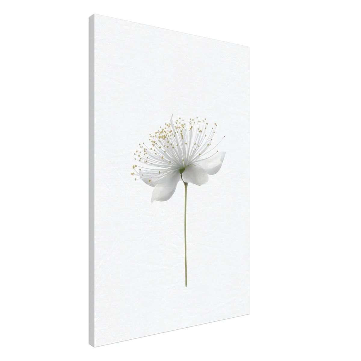 Da Vinci Nature Wall art | Floral - Canvas - 60x90 cm / 24x36″ - Slim