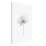 Da Vinci Nature Wall art | Floral - Canvas - 60x90 cm / 24x36″ - Slim