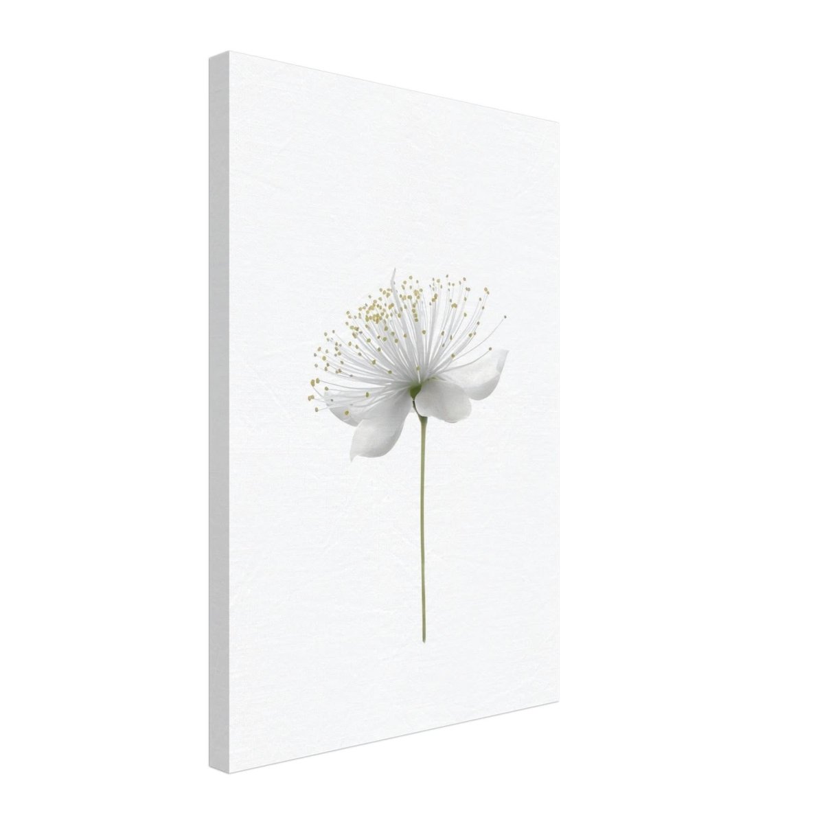 Da Vinci Nature Wall art | Floral - Canvas - 40x60 cm / 16x24″ - Thick
