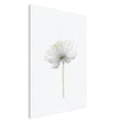 Da Vinci Nature Wall art | Floral - Canvas - 70x100 cm / 28x40″ - Slim