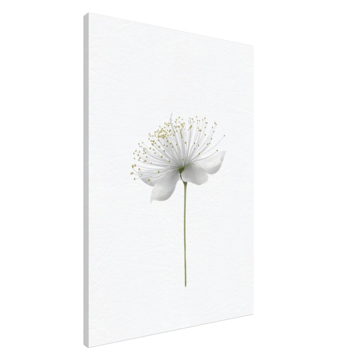 Da Vinci Nature Wall art | Floral - Canvas - 70x100 cm / 28x40″ - Slim
