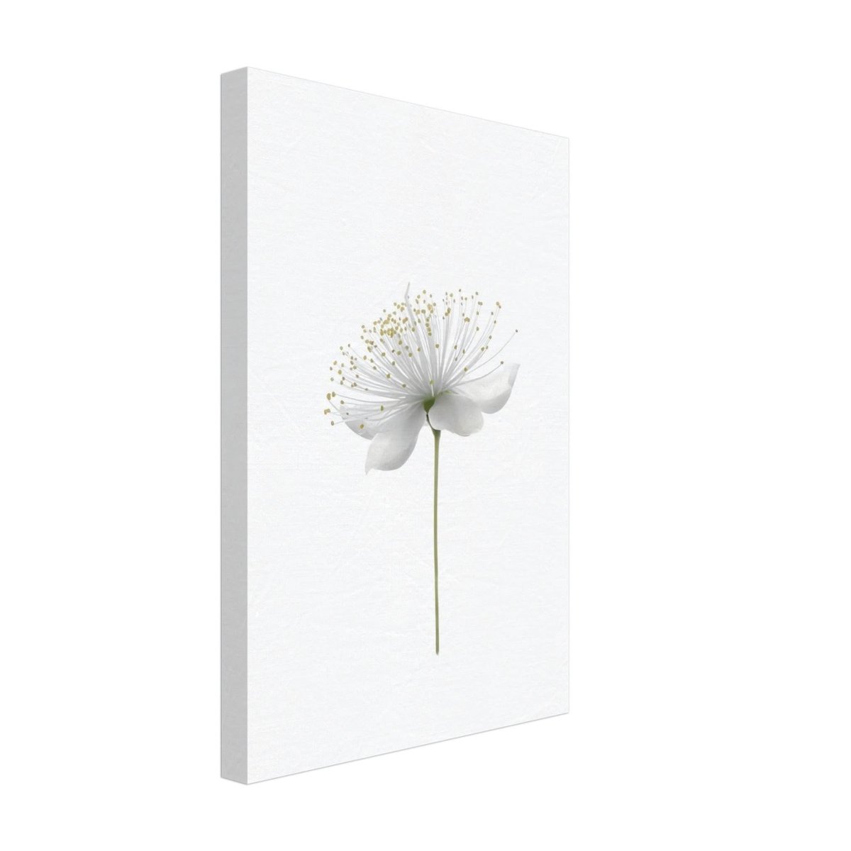 Da Vinci Nature Wall art | Floral - Canvas - 30x45 cm / 12x18″ - Thick