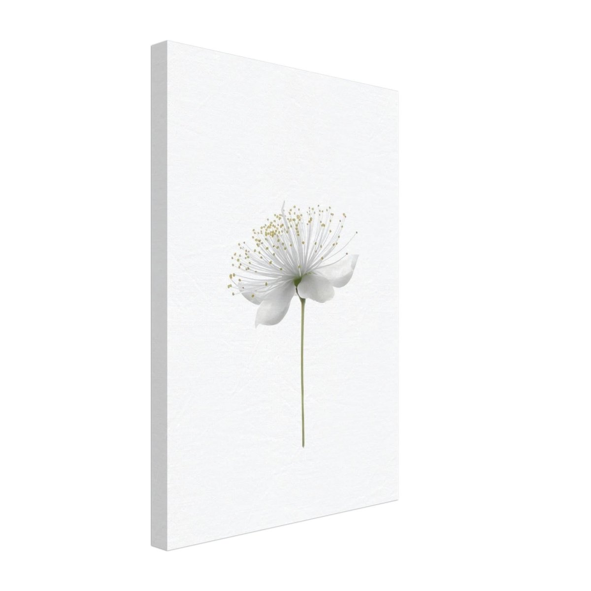 Da Vinci Nature Wall art | Floral - Canvas - 30x45 cm / 12x18″ - Slim