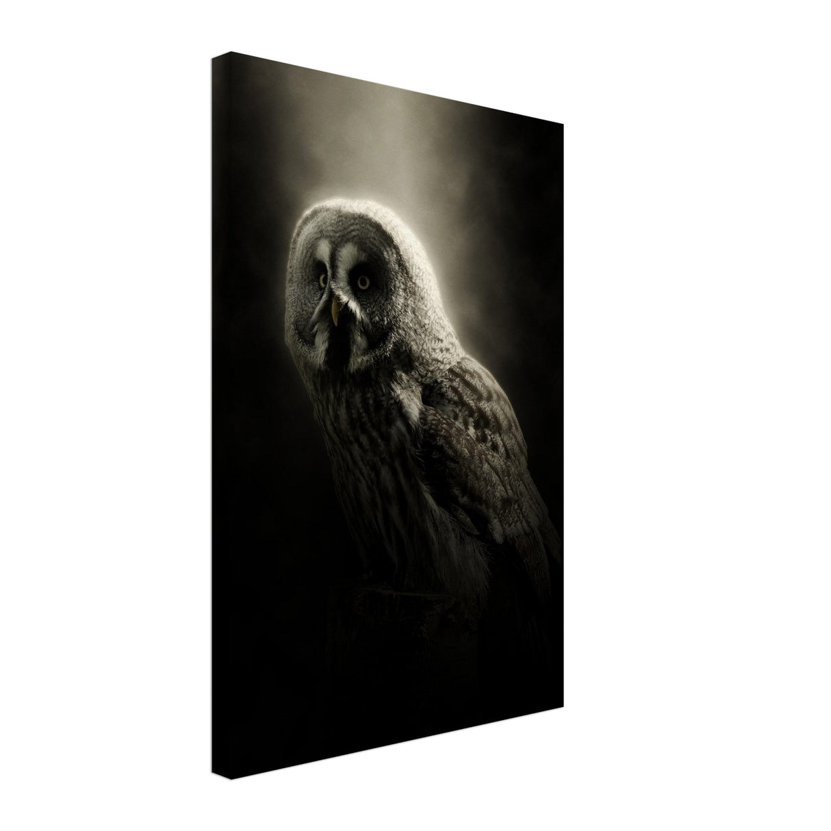  animal kingdom wall art owl
