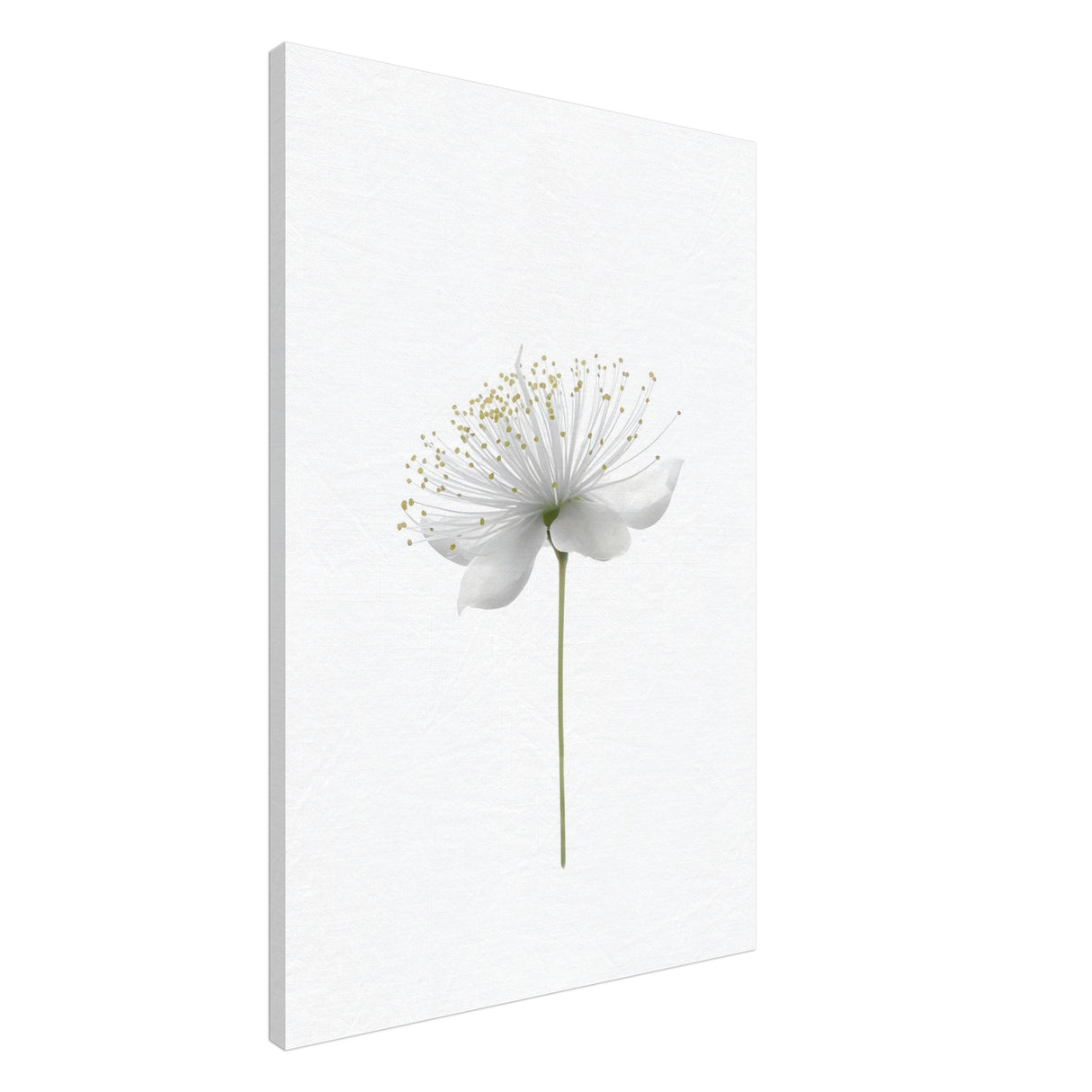 da vinci nature wall art floral 1