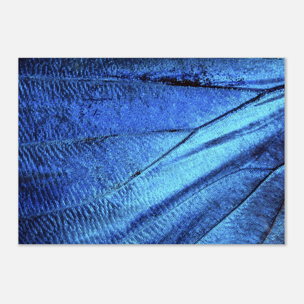  wall art blue butterfly wing