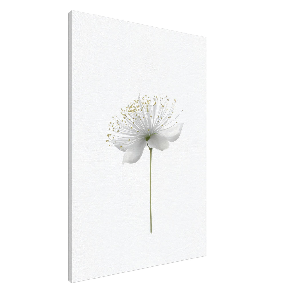 da vinci nature wall art floral 1
