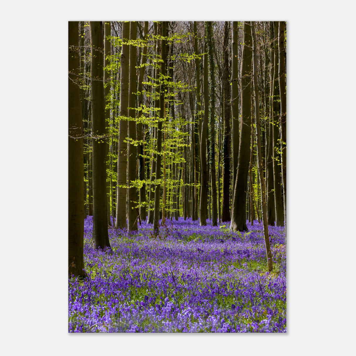  nature collection wall art spring