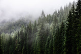 "Echoes of the Earth" – Choose Your Landscape: Mountain Valley, Pine Forest, or Sunset Ridge - 30x45 cm / 12x18″ - Pine Forest - Acrylic Print