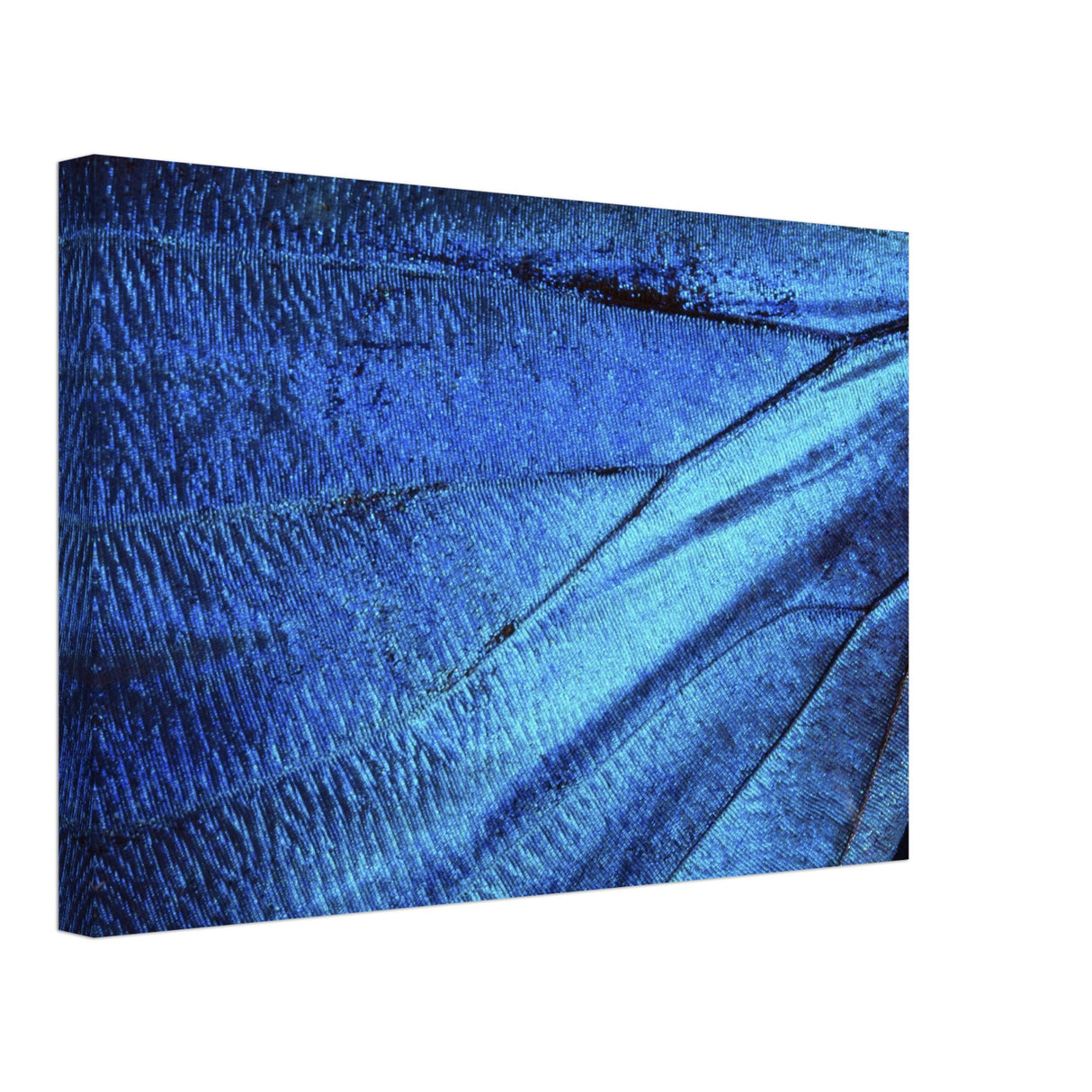  wall art blue butterfly wing