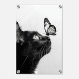  animal kingdom wall art cat butterfly